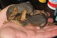 2 orphaned squirrels with eyes still closed