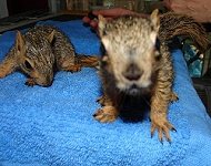 2 orphaned squirrels