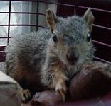 Missy, the paralyzed Squirrel