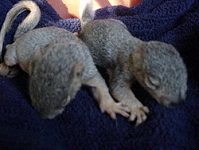 2 orphaned Squirrel Sisters