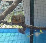 New squirrel arrival at the Rainbow Wildlife Rescue